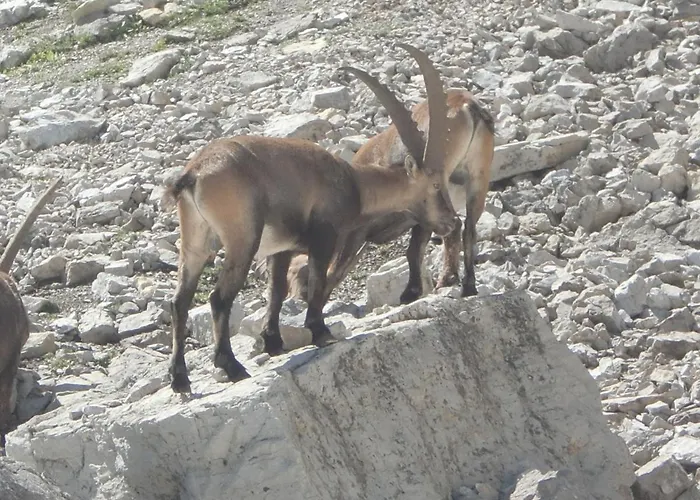 Walliser Stube