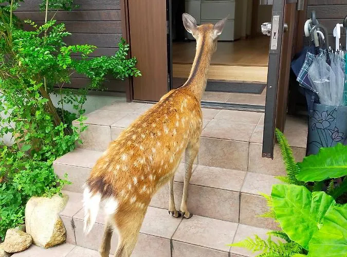 Deer Hostel