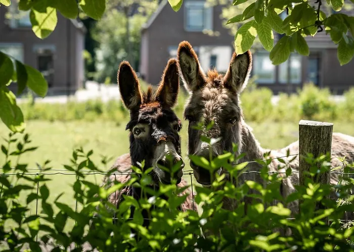 Bolsward Hotels