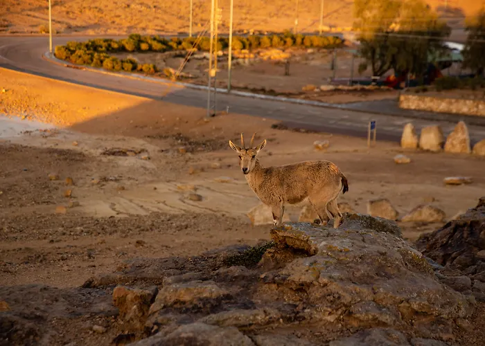 Hotéis em Mitzpe Ramon