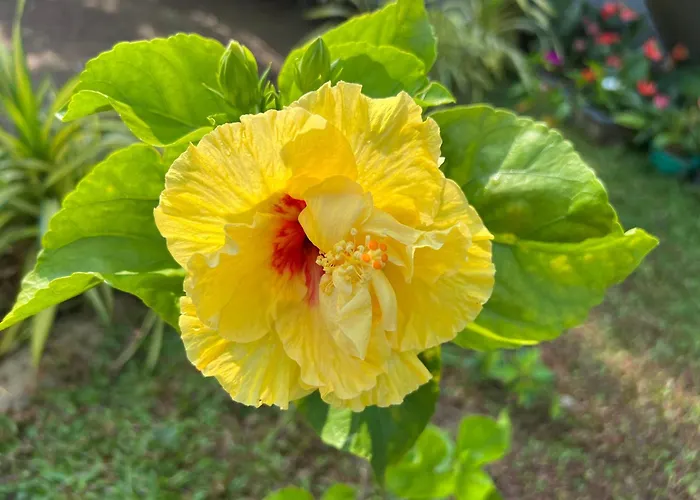 Kapaliya Unawatuna