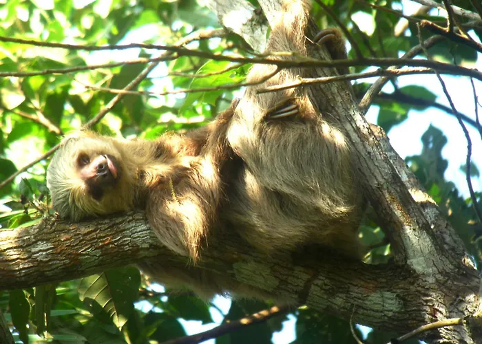 Gamboa Rainforest Reserve