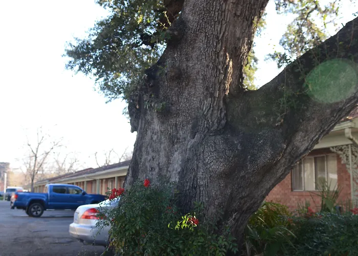 The Oak Motel