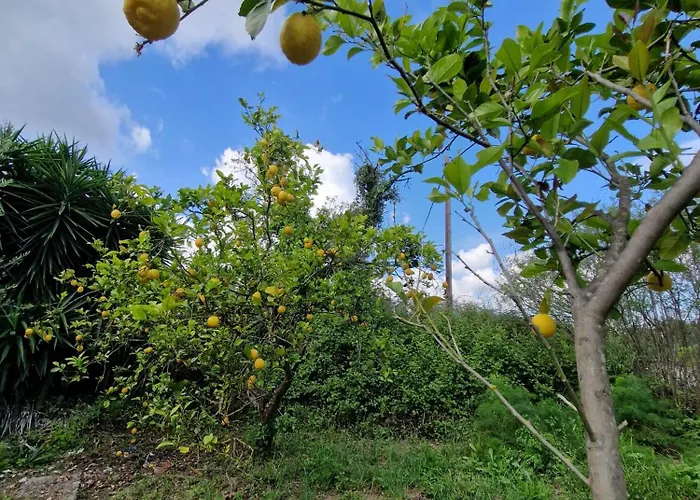 Stefanos Garden3