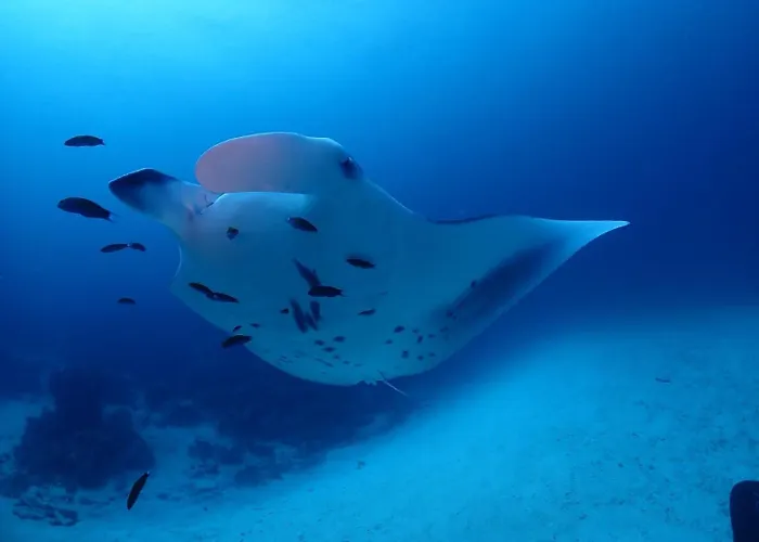 Island Scuba