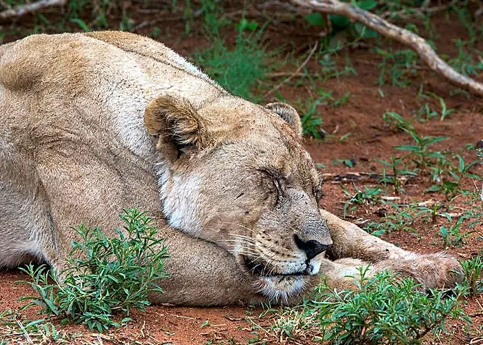 Madikwe River Lodge