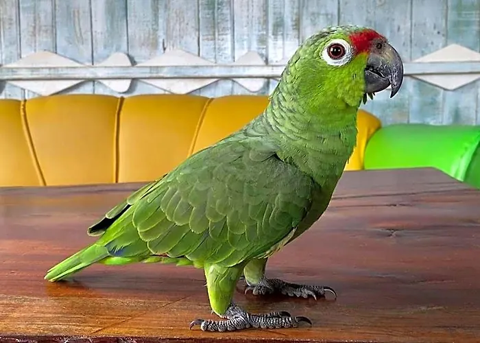 Bocasso