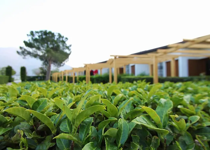 Hotel Bungalows Europa