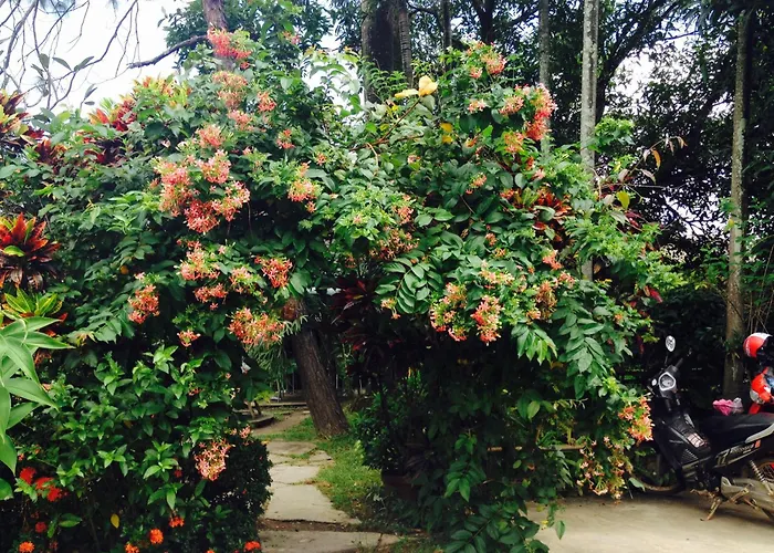 Baan Bua Guest House